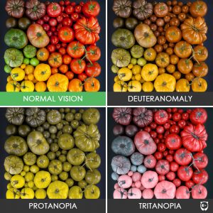 Different Types of Color Blind Vision