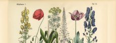 Vintage floral taxonomy illustration